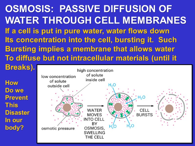 OSMOSIS:  PASSIVE DIFFUSION OF  WATER THROUGH CELL MEMBRANES If a cell is